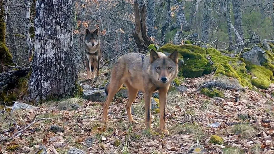 FAUNA SALVAJE - ULE
