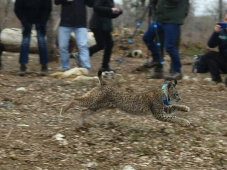 LIBERADOS LINCES IBERICOS EN EL CERRATO PALENTINO