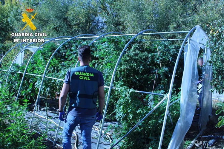PLANTACION DE MARIHUANA EN HOSPITAL DE ORBIGO