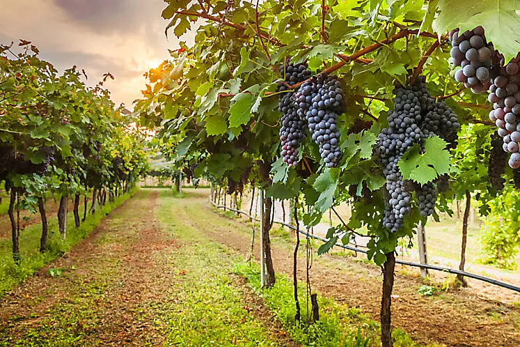 Uva_vino