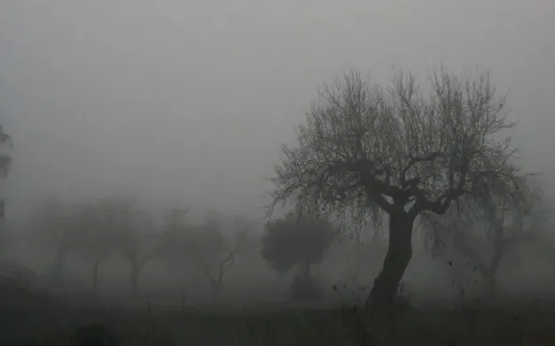 NIEBLA