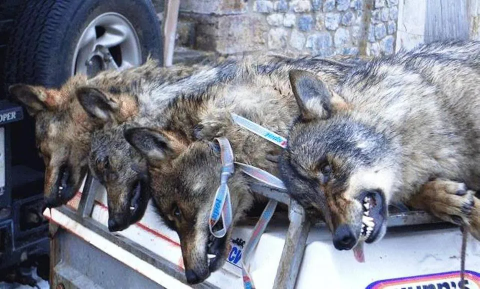 CAZA DE LOBOS EN ASTURIAS