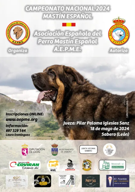 CAMPEONATO DE ESPAÑA DE MASTIN ESPAÑOL 2024 EN SABERO