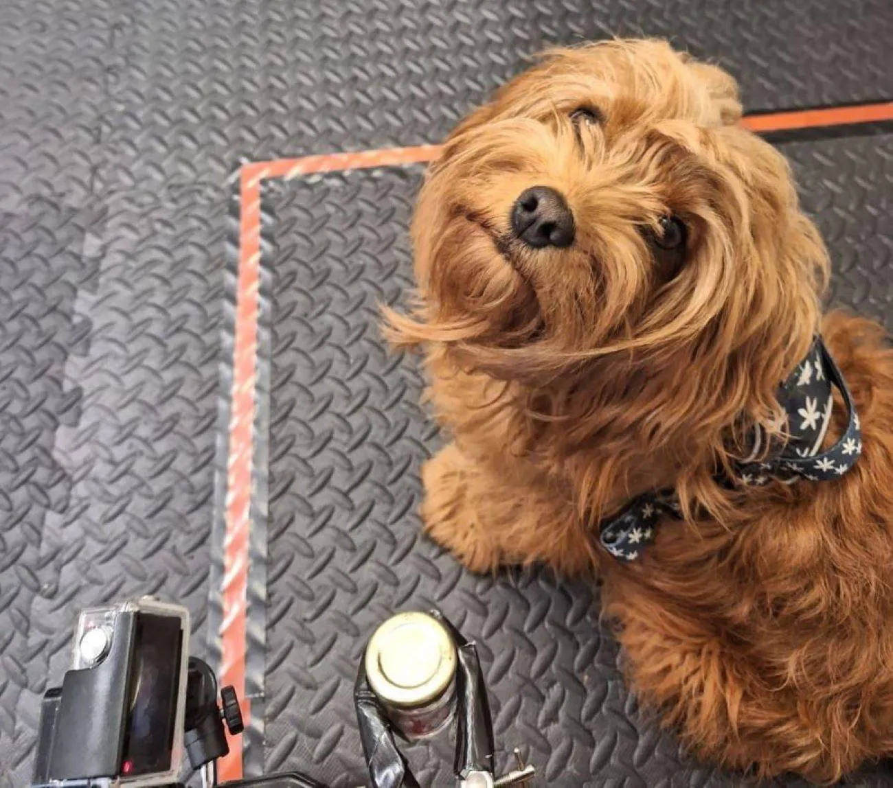 Los-perros-responden-con-pesimismo-al-olor-del-estres-humano