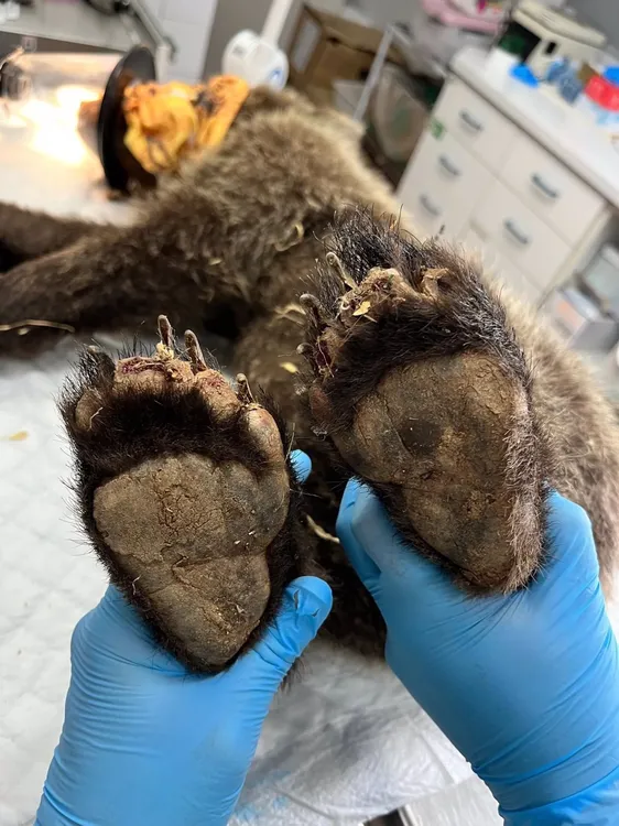 Extremidades del osezno. - @NATURALEZACYL