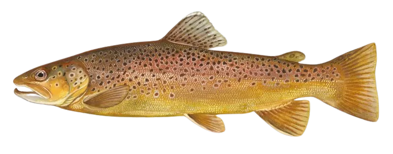 Bachforelle_Zeichnung-removebg-preview