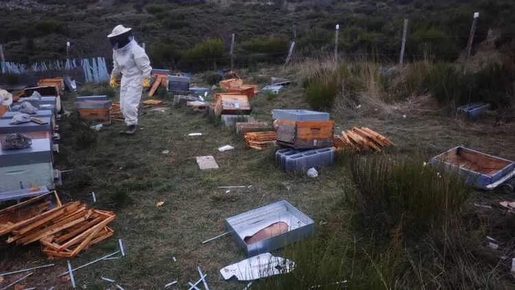 APICULTURA EN SAN EMILIANO