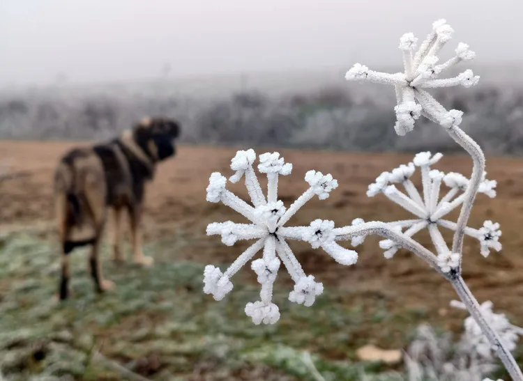 EFECTOS DE UNA HELADA