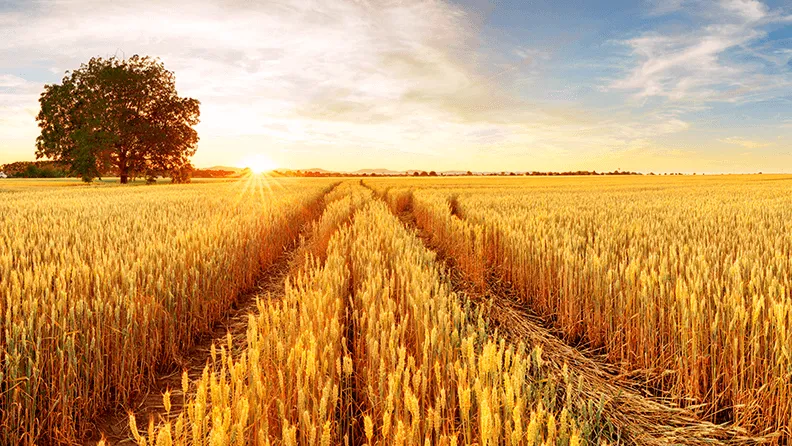 CAMPO DE CEREALES