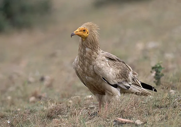 ALIMOCHE
