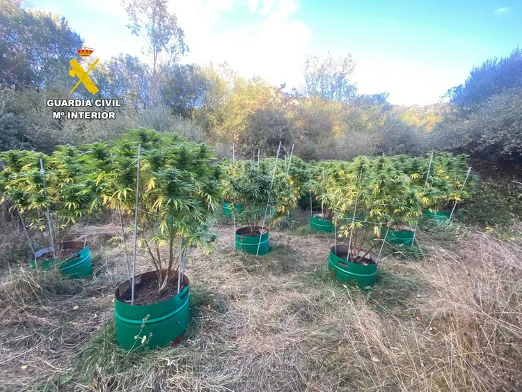 PLANTAS DE MARIHUANA INCAUTADAS A LOS DETENIDOS EN PUEBLA DE LILLO