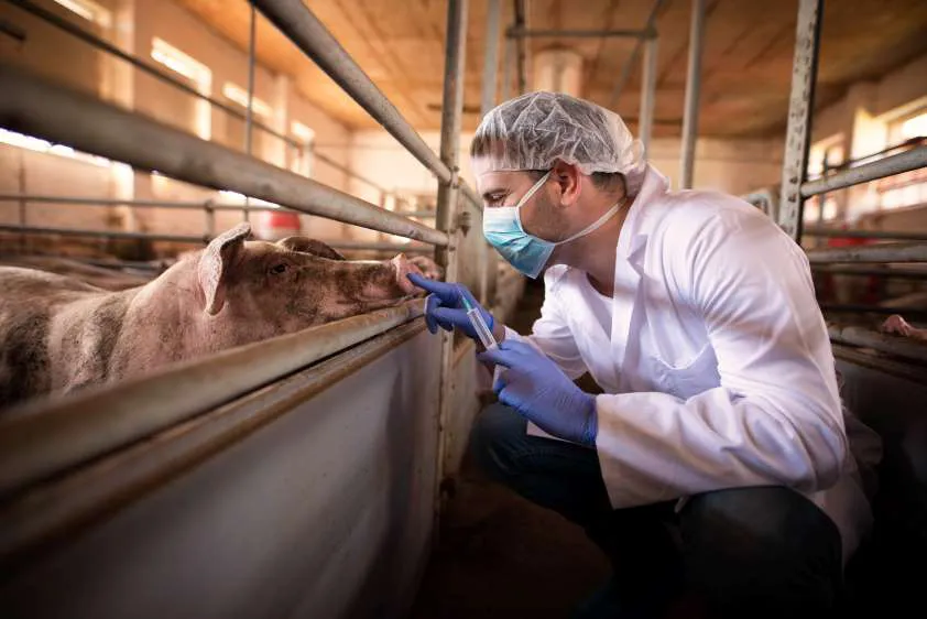 VETERINARIOS GANADEROS