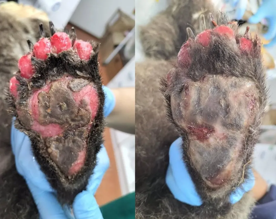 Comparativa de la evolución de las heridas del oso recatado - JCYL