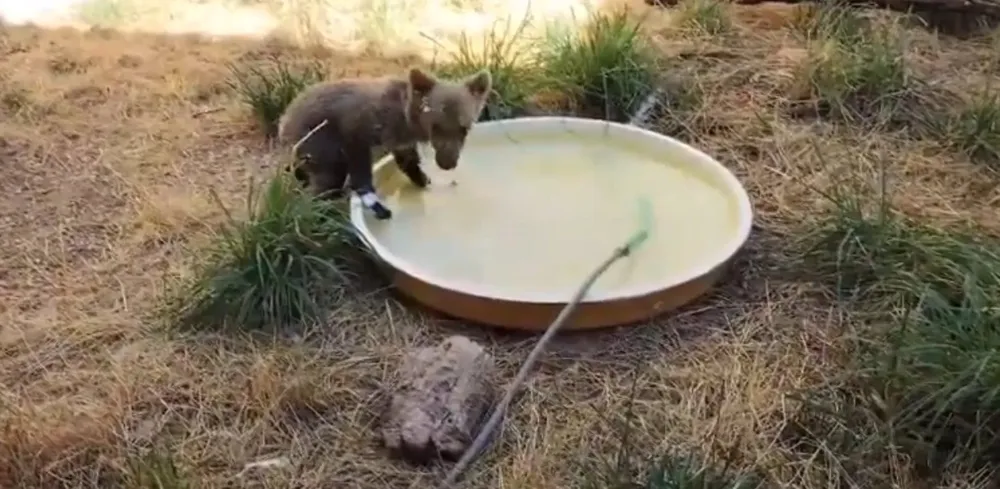 El osezno con lesiones por quemaduras se recupera en el CRAS de Valladolid - JCYL