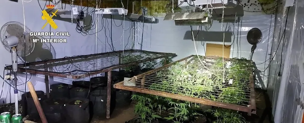 PLANTACION DE MARIGUANA DESCUBIERTA EN BOÑAR