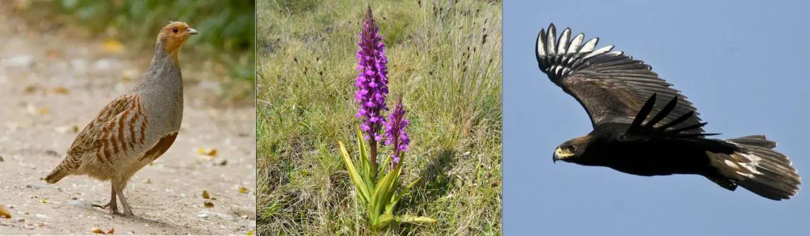 Perdiz pardilla, Dactylorhiza elata y águila real