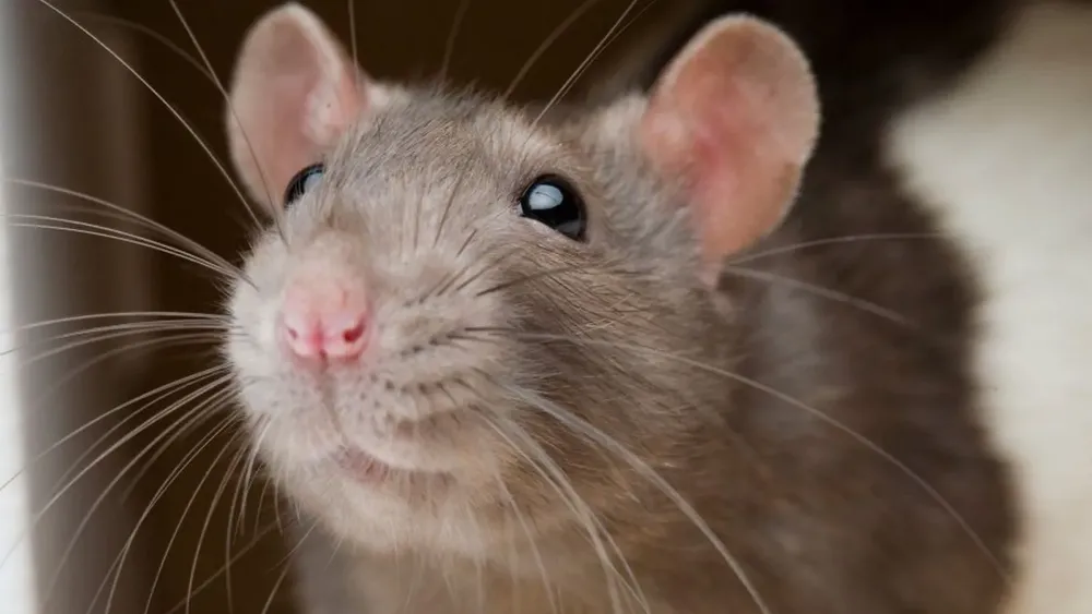 RATA