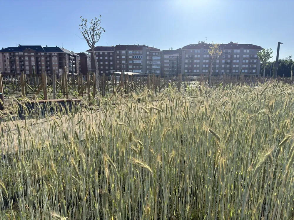 Cultivos de trigo ubicados en los espacios ajardinados del Parque de las Tierras Leonesas - AYUNTAMIENTO