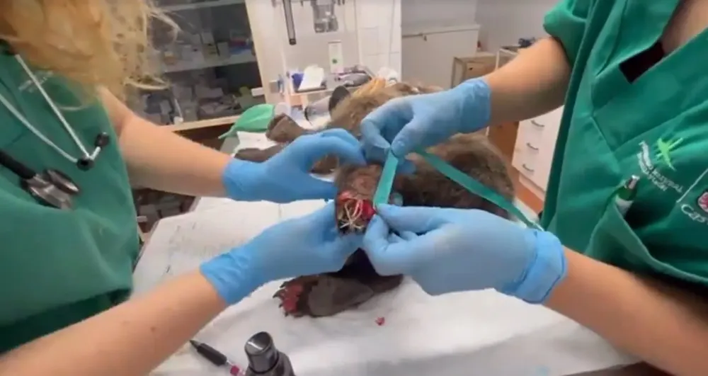 Veterinarios del CRAS de Valladolid examinan las quemaduras del osezno recogido - JCYL