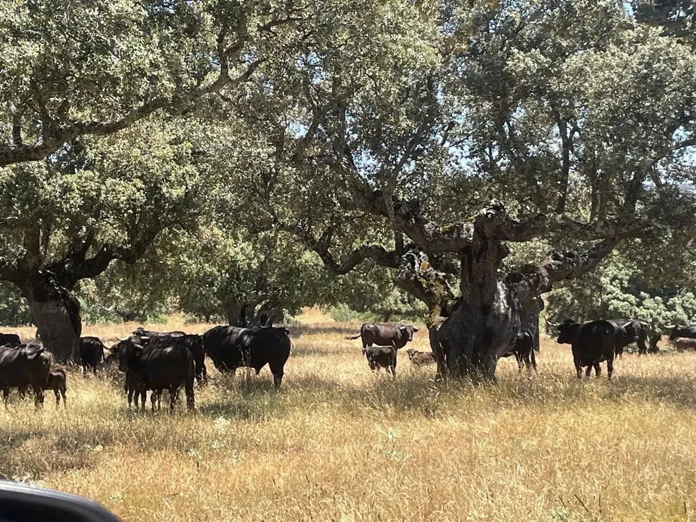 Toros de lidia en la dehesa. - JCYL