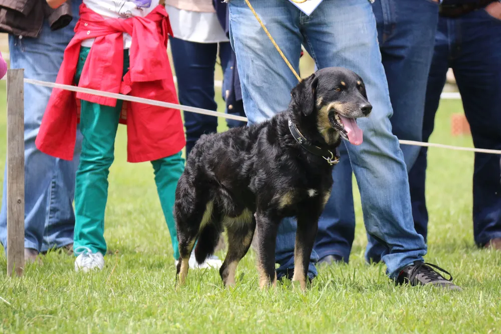 SeleccionMorfologicaYRegistro