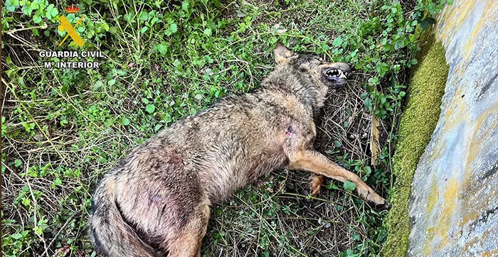 CADAVER DE UN LOBO MUERTO