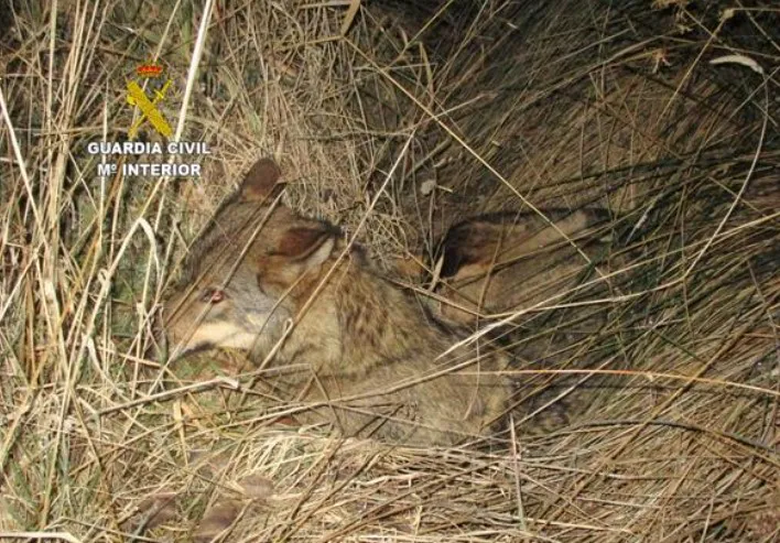 LOBO HERIDO EN SAN JUSTO DE LA VEGA EN 2022