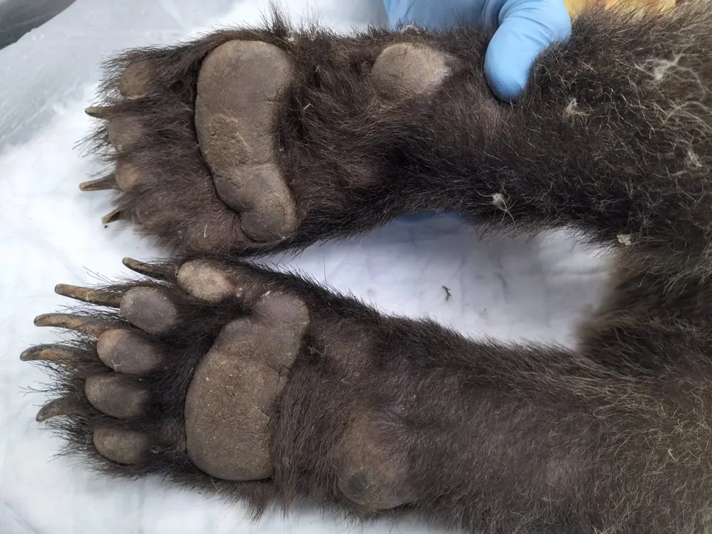 Aspecto actual de las extremidades del osezno rescatado. - JCYL