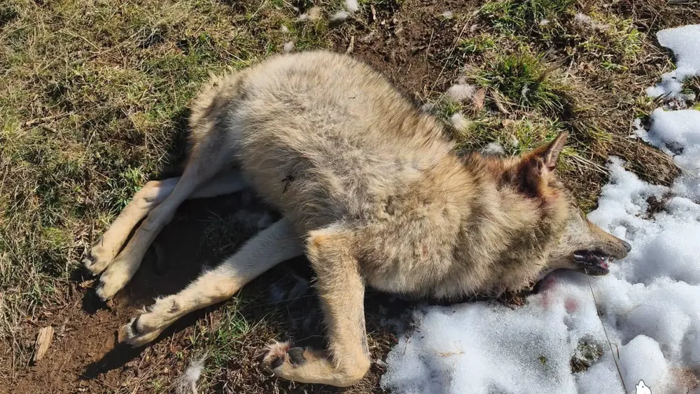 LOBO MUERTO EN LA MONTAÑA PALENTINA