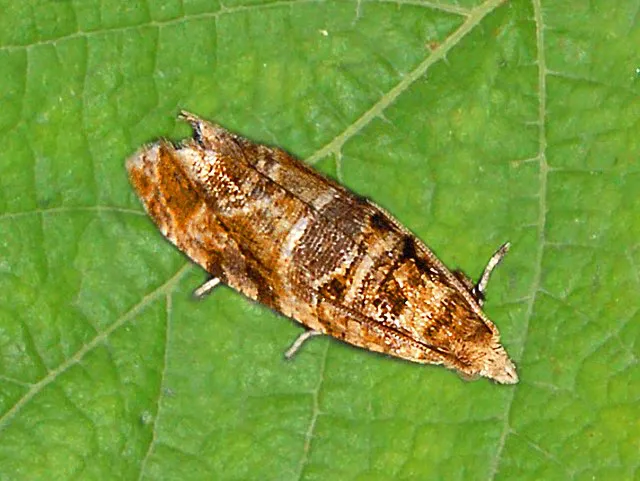 POLILLA DEL RACIMO