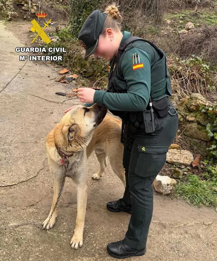 ROBO DE UN MASTIN EN MERINDADES