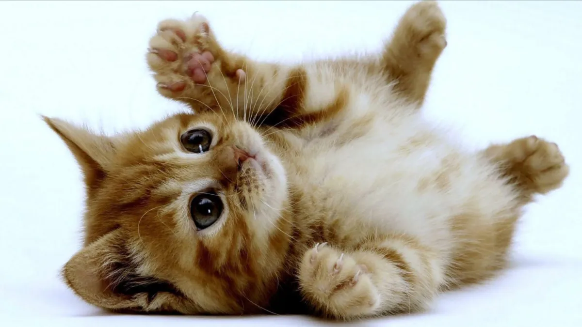 GATO