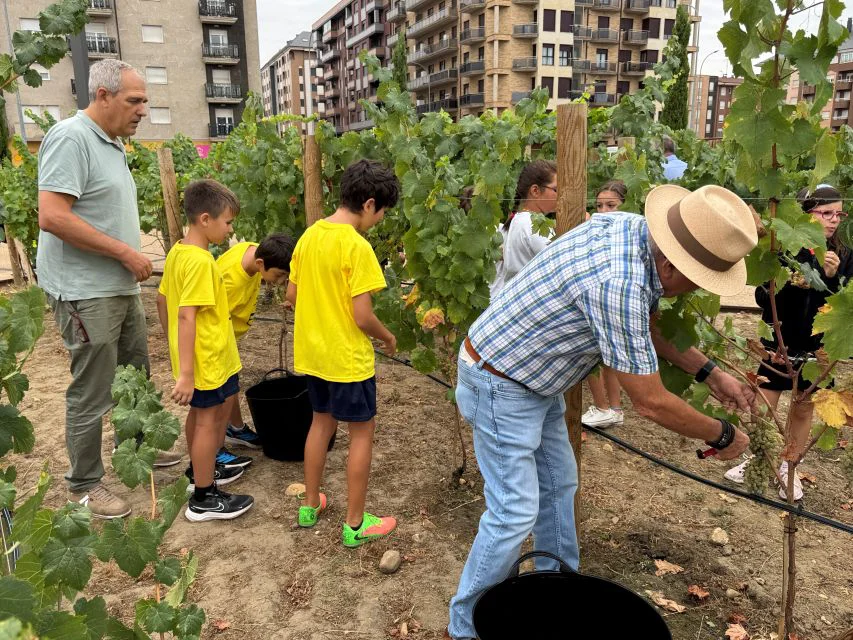 vendimia-Tierras-Leonesas-20082026