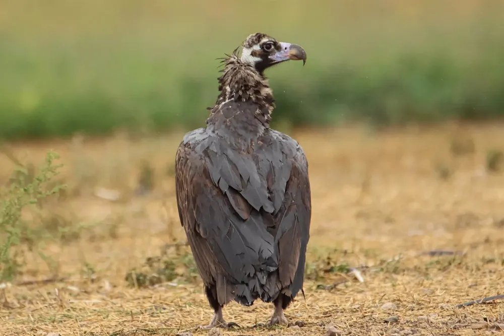Ejemplar de Buitre Negro - JUNTA DE CASTILLA Y LEÓN