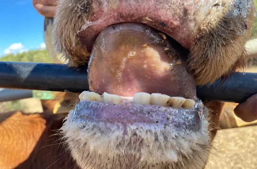 ENFERMEDAD HEMORRAGICA EPIXOOTICA EN EL GANADO