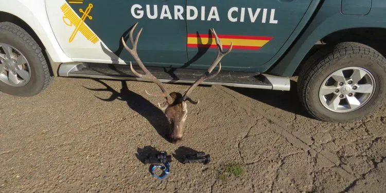 cabeza de ciervo sin precintar intervenida por la Guardia Civil