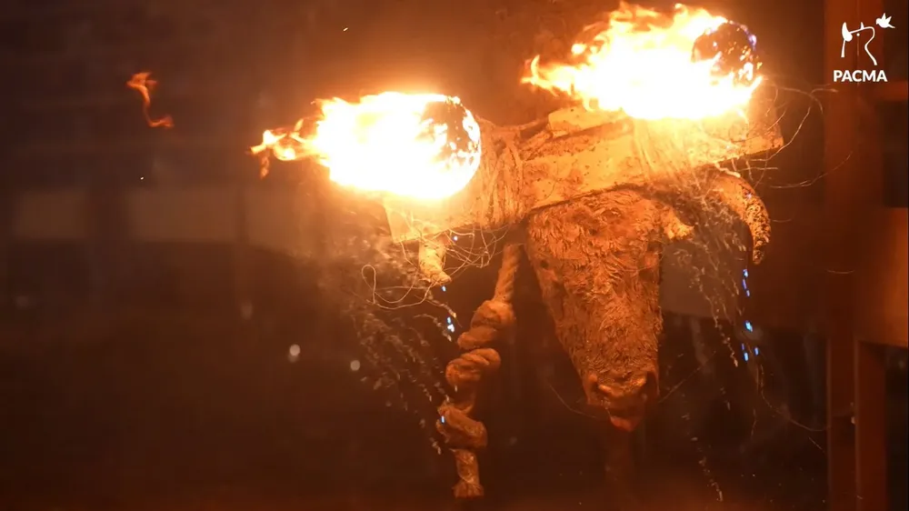 Toro Jubilo de Medinaceli - PACMA