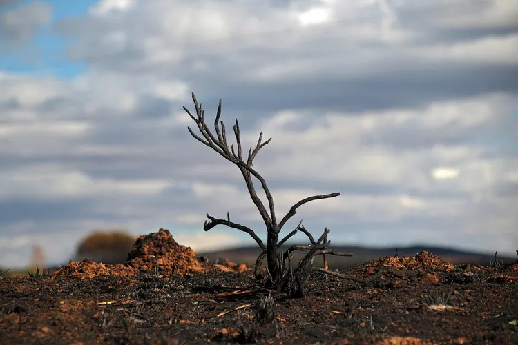 EFECTOS DE LOS INCENDIOS EN CASTROCALBON