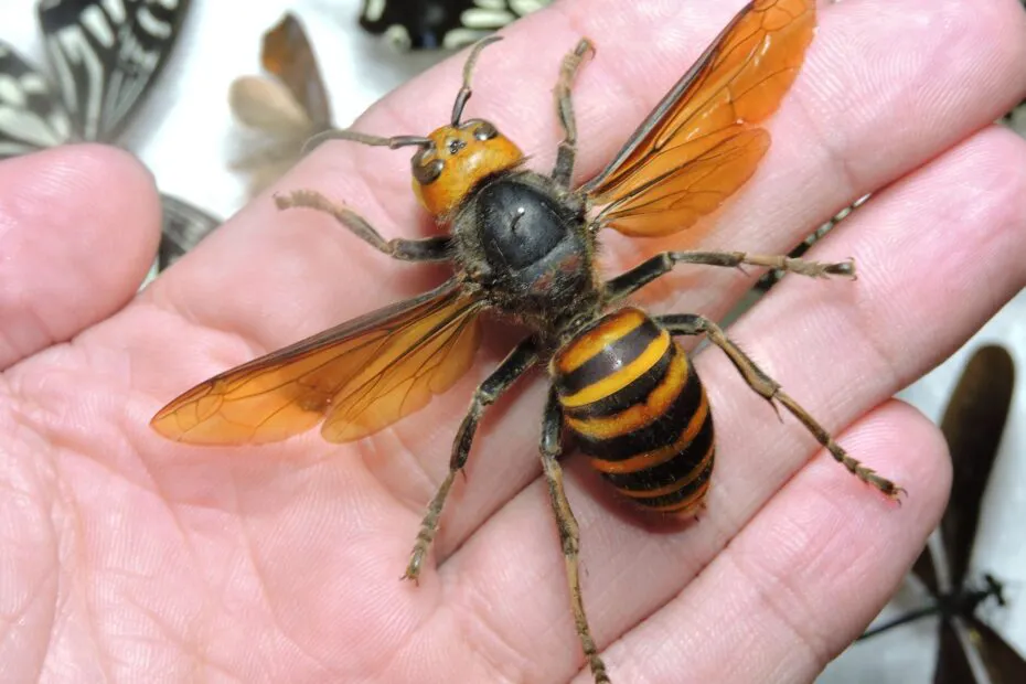 avispon-asiatico-vespa-mandarinia-930x620