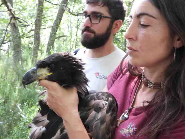 POLLO DE PIGARGO EUROPEO