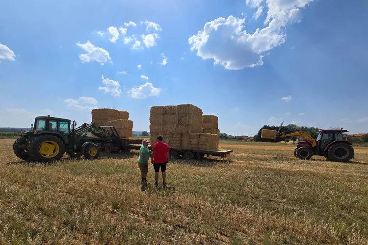 ALIMENTO PARA EL GANADO