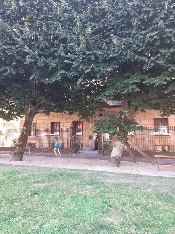 Arbol estabilizado en Donosti
