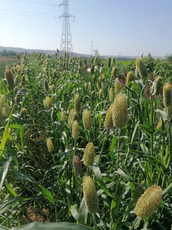 mijo+perla_semillas+sin+gluten