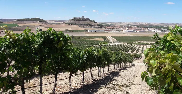 Viñedos de la Bodega Pago de Carraovejas 