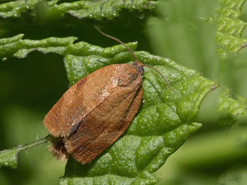 oruga-roedora-de-la-piel