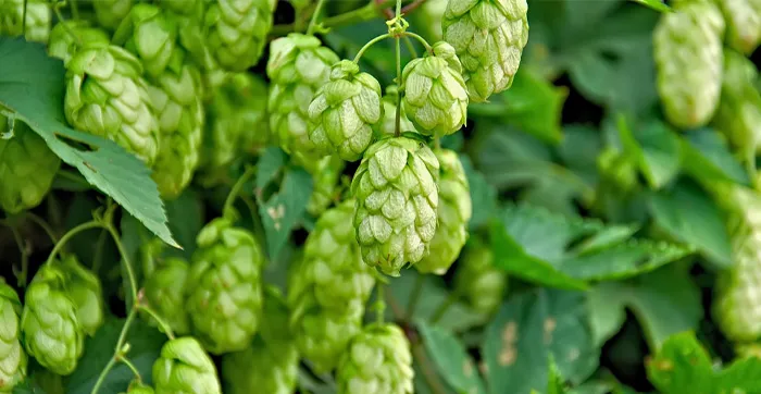 CULTIVO DE LUPULO