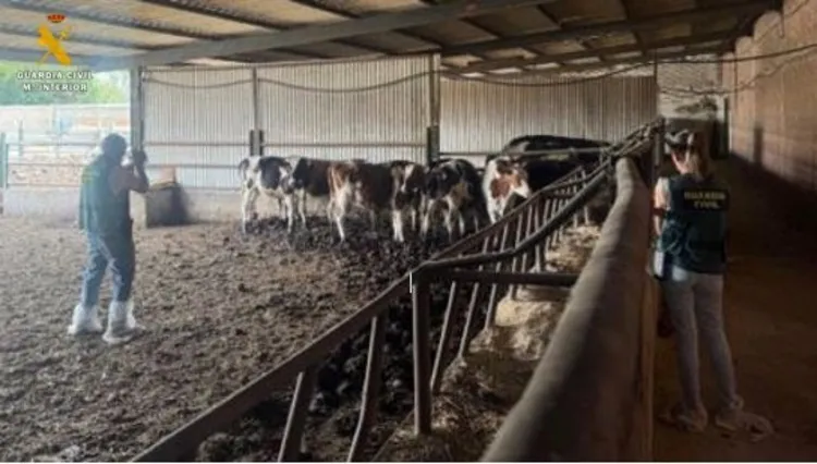 HALLAN EN UNA EXPLOTACION DE VALLADOLID RESTOS EN DESCOMPOSICION DE VARIOS ANIMALES