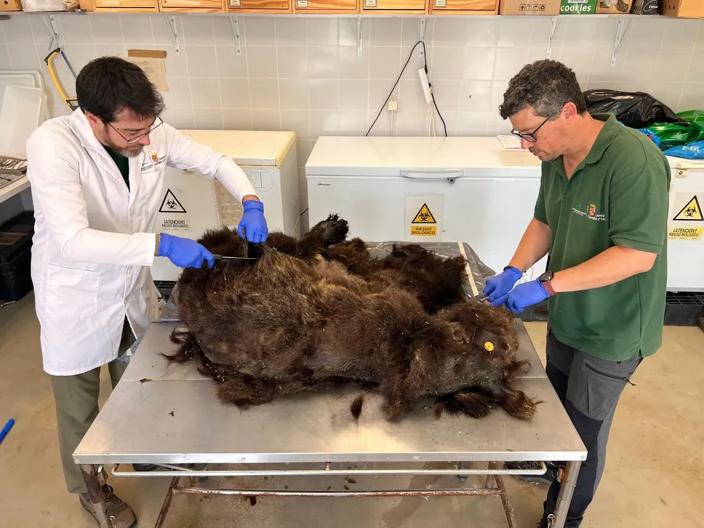EJEMPLAR DE OSO PARDO ENCONTRADO MUERTO EN LA MONTAÑA PALENTINA