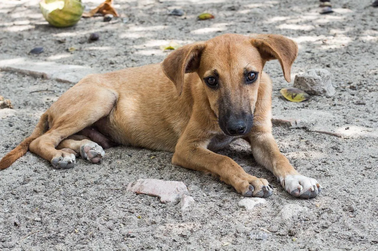 Los-perros-en-libertad-distinguen-las-expresiones-faciales-de-los-humanos