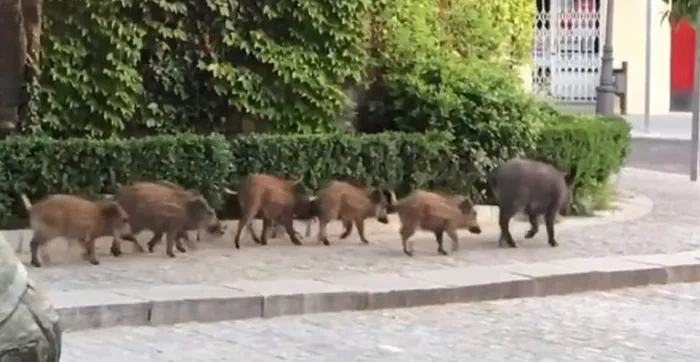 JABALIES EN LA CIUDAD